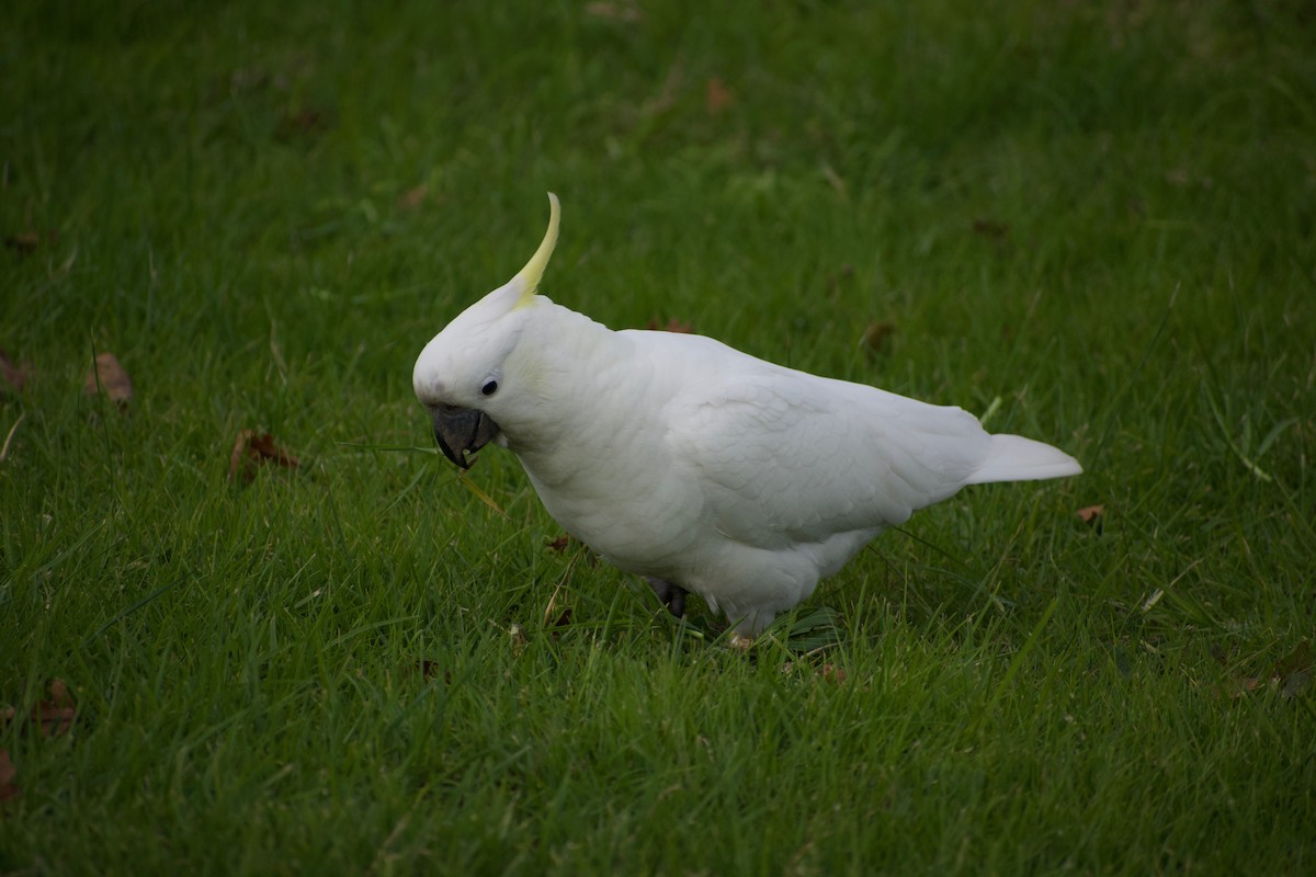 Sulphur-crested Cockatoo - ML459633161