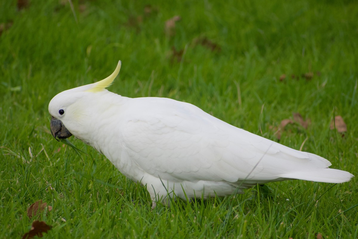 Sulphur-crested Cockatoo - ML459633171