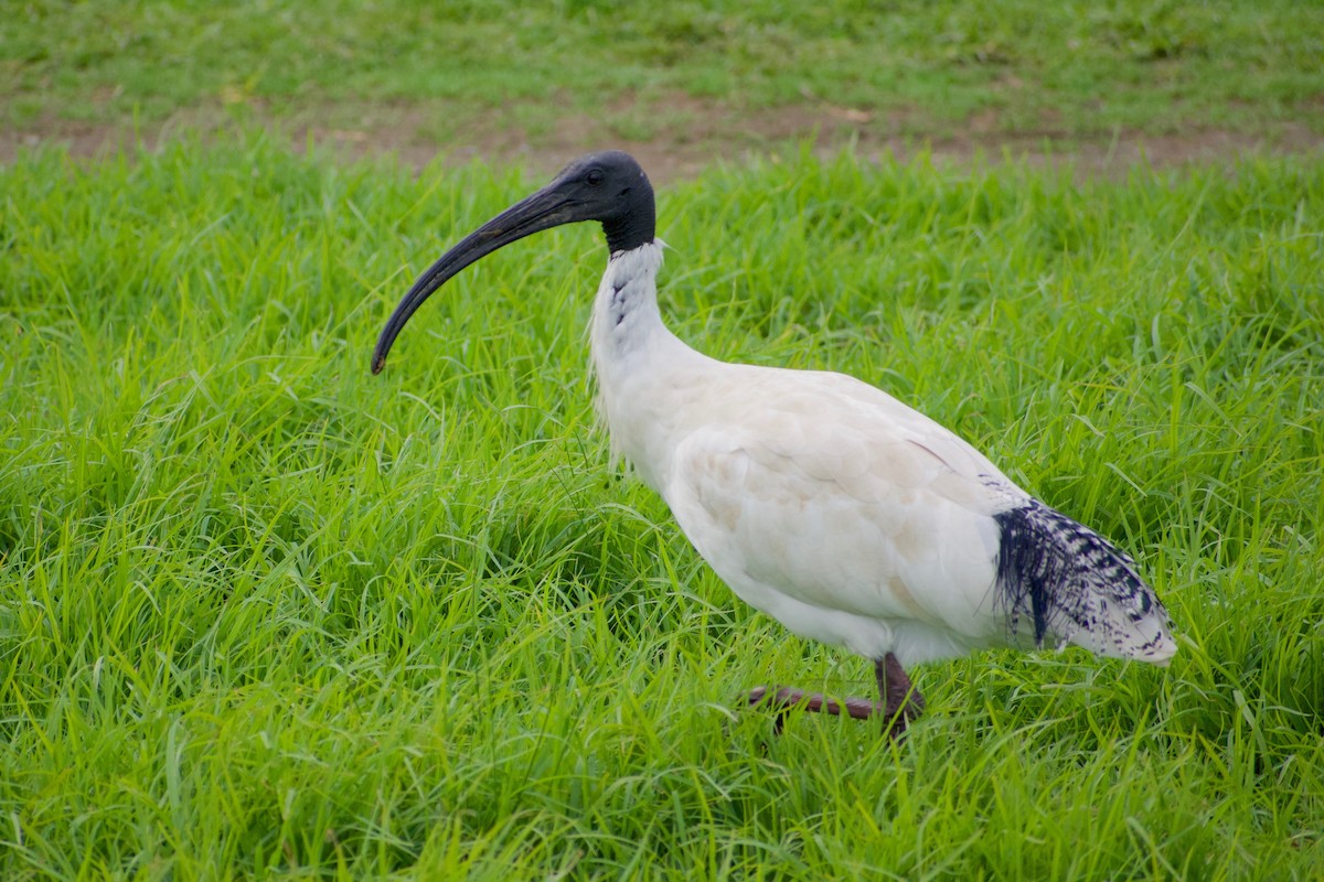 Australian Ibis - ML459633181