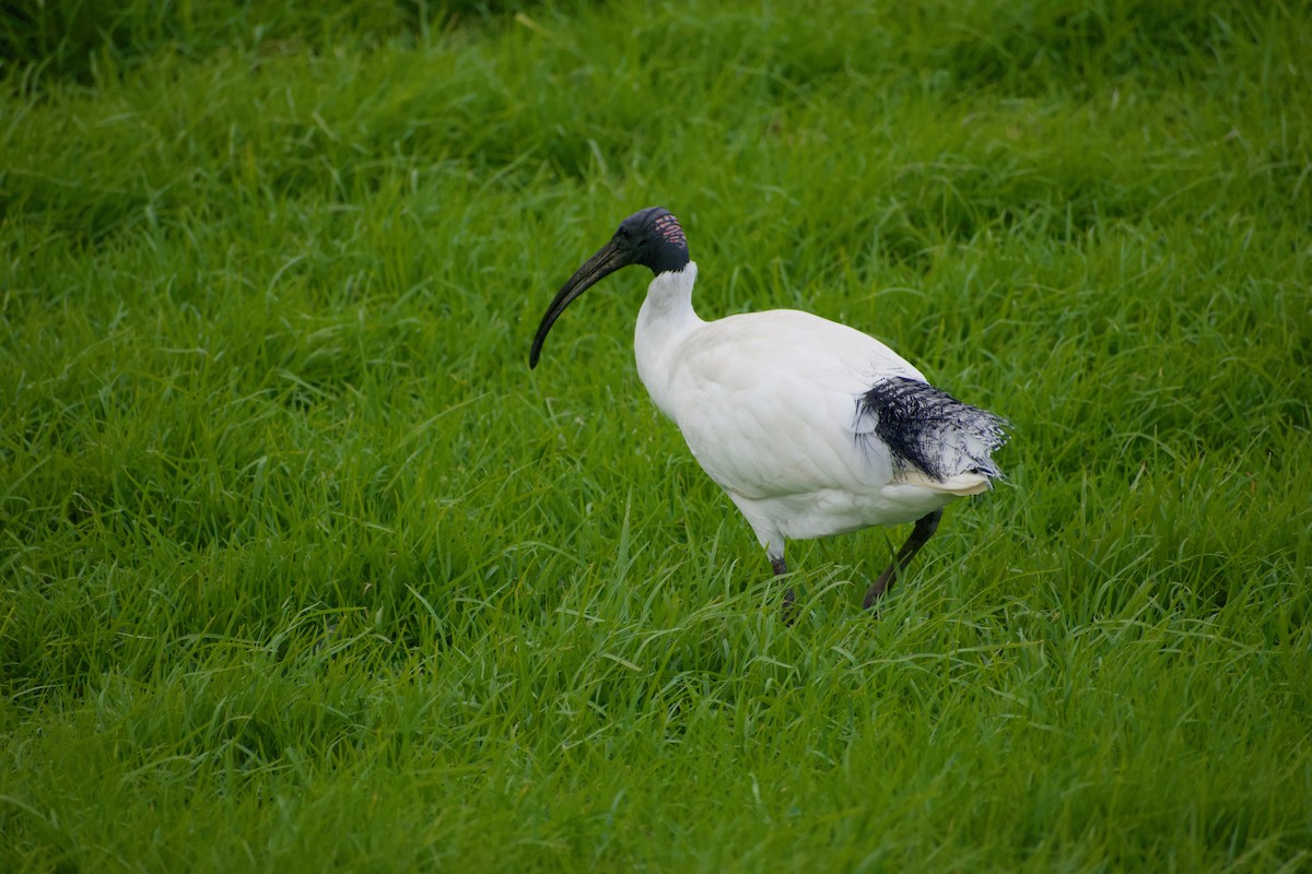 Australian Ibis - ML459633201