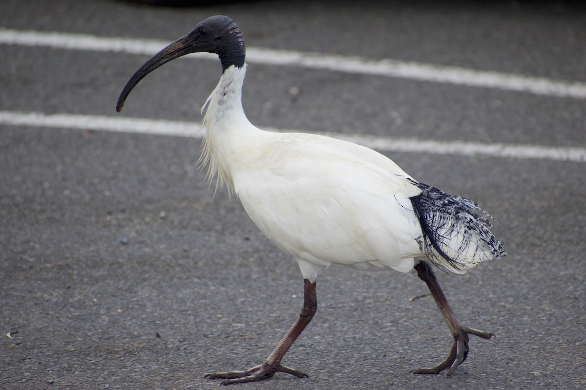 Australian Ibis - ML459633221