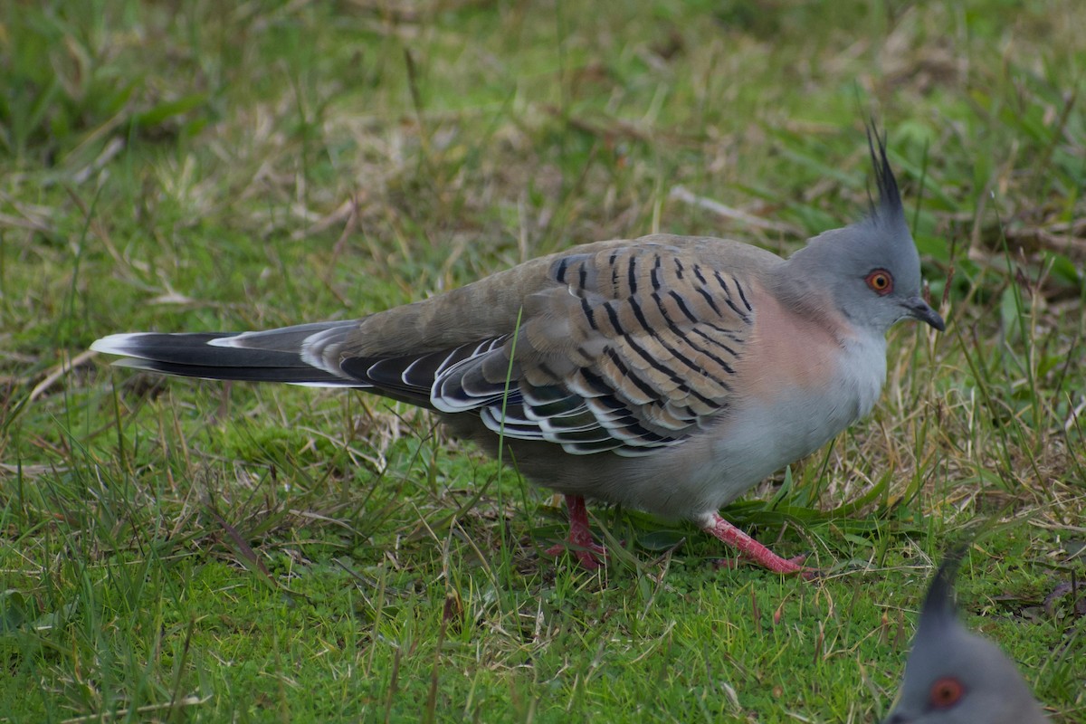 Crested Pigeon - ML459633241