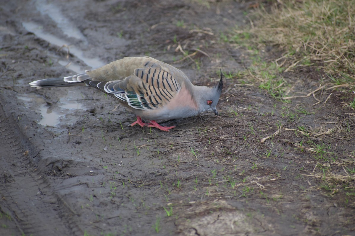 Crested Pigeon - ML459633251