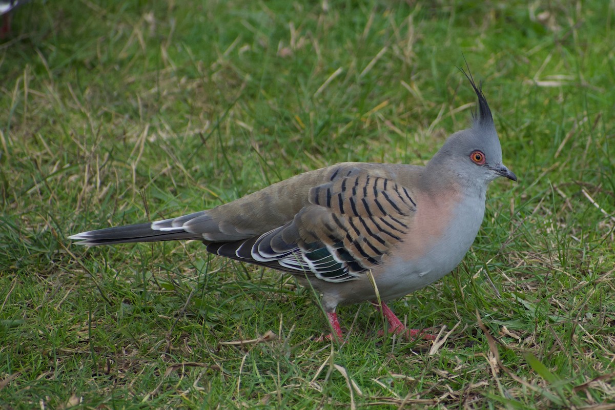 Crested Pigeon - ML459633261