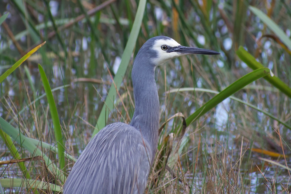White-faced Heron - ML459633271