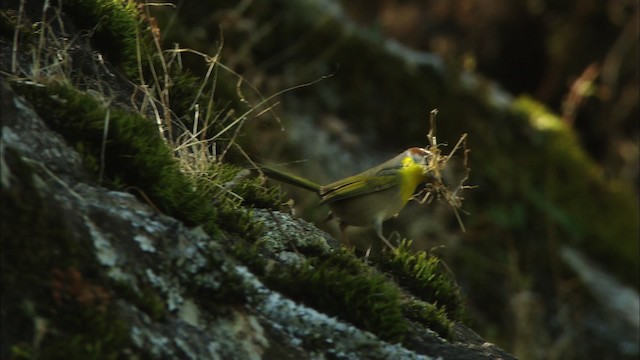 Rufous-capped Warbler (rufifrons Group) - ML459634