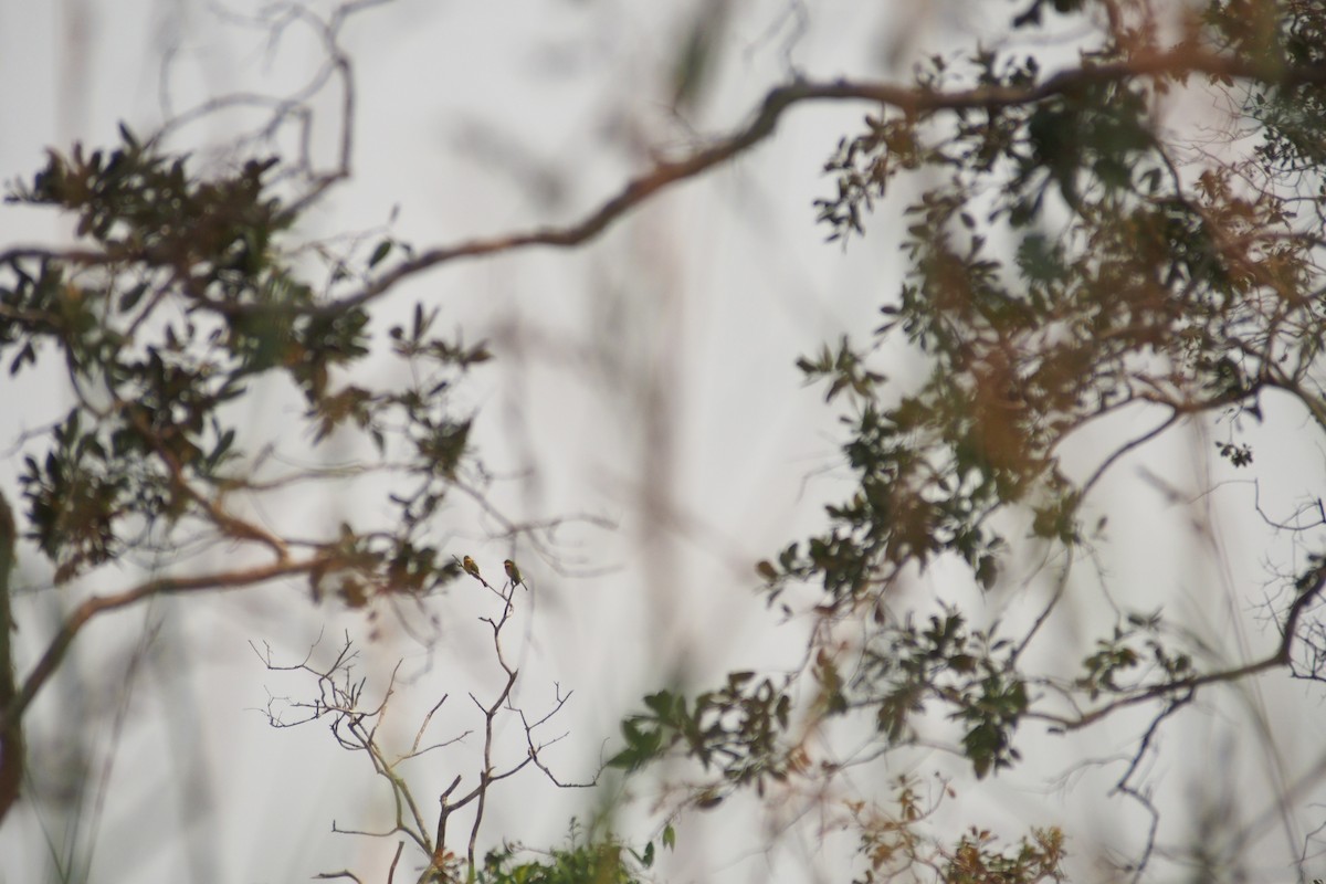 Little Bee-eater - ML459634441