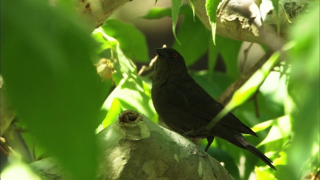 Bronzed Cowbird (Bronzed) - ML459636