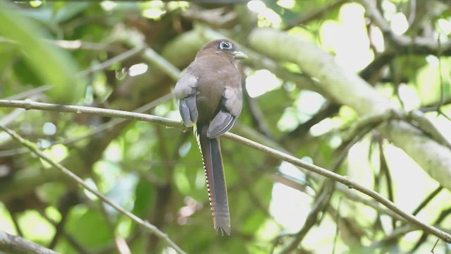 Kuzeyli Kara Gerdanlı Trogon - ML459636371