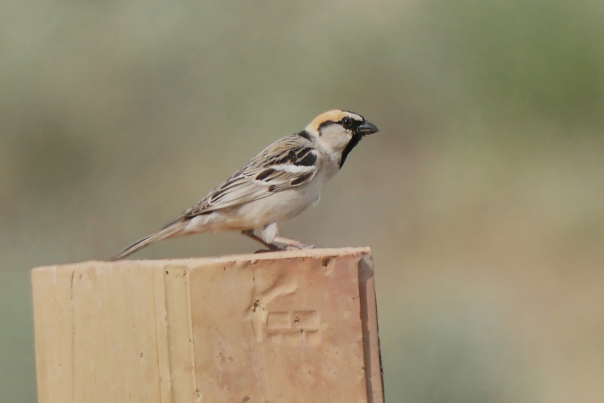 Saxaul Sparrow - ML459636981