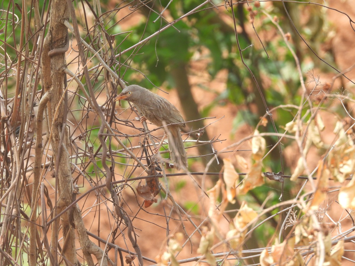Jungle Babbler - ML459637511