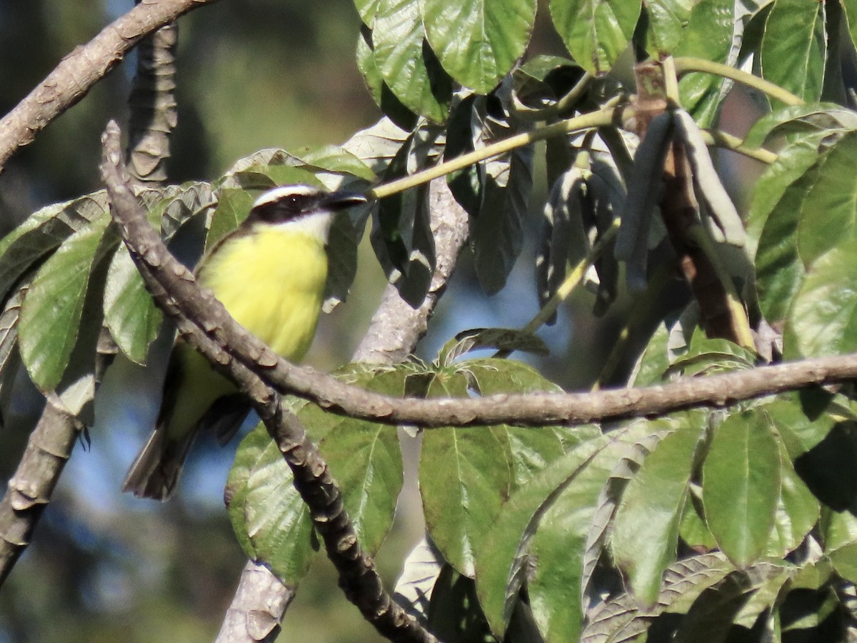 Boat-billed Flycatcher - ML459637831