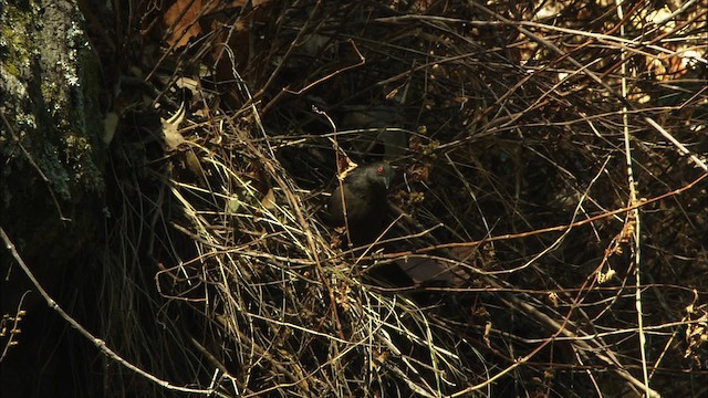 Bronzed Cowbird (Bronzed) - ML459638