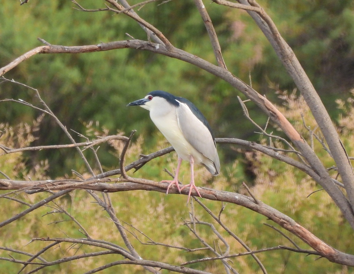 Black-crowned Night Heron - ML459638571