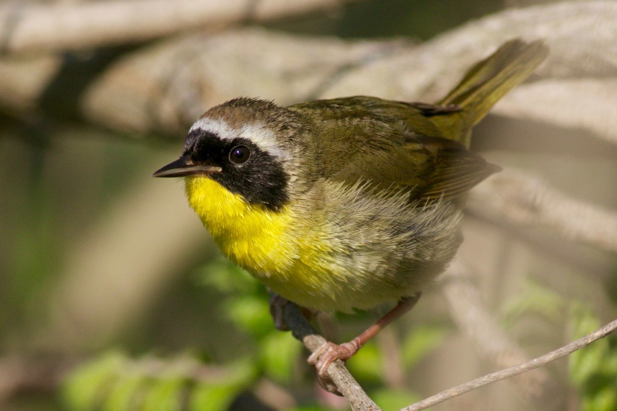 Common Yellowthroat - ML459639721