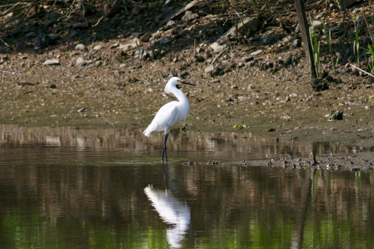 Snowy Egret - ML459639811