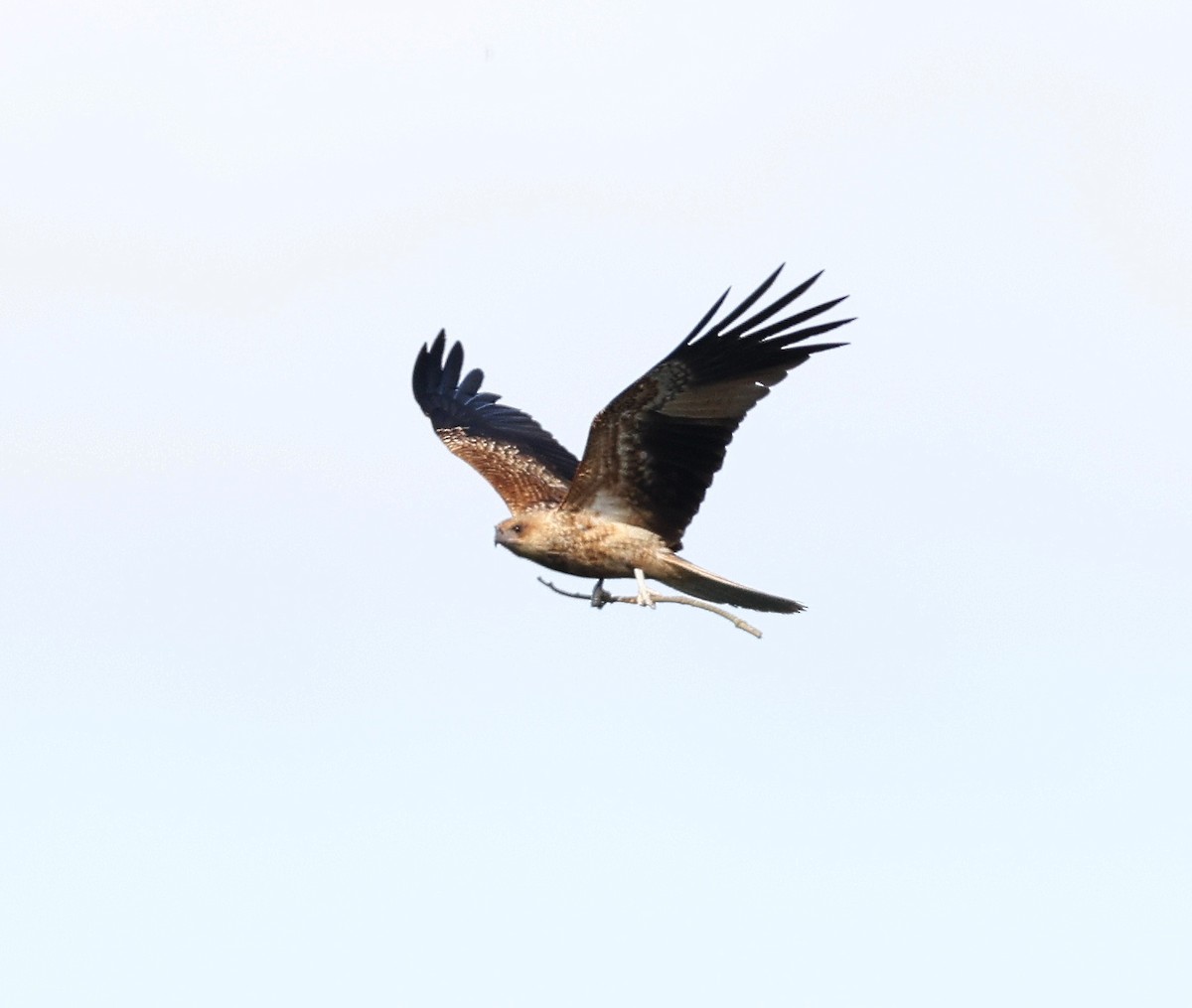 Whistling Kite - ML459639831