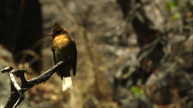 Tufted Flycatcher (Mexican) - ML459640