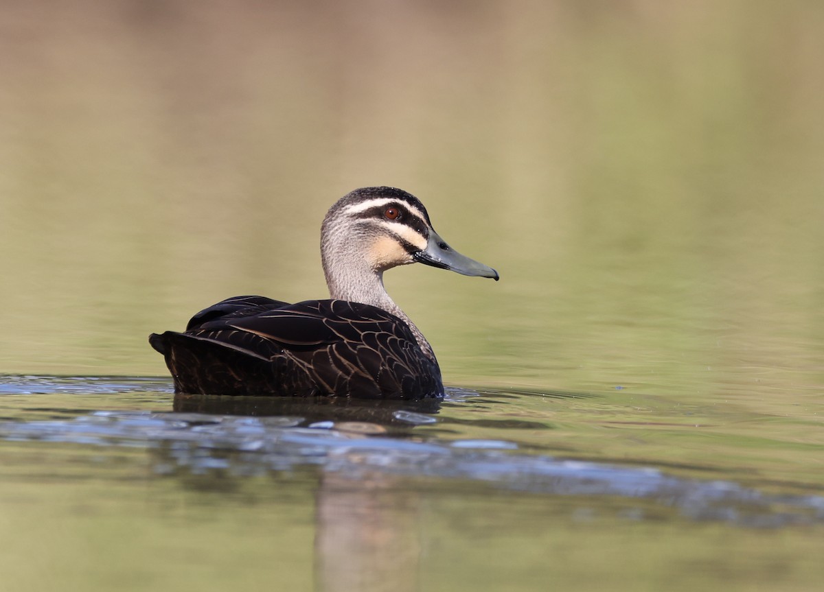 Pacific Black Duck - Andy Gee