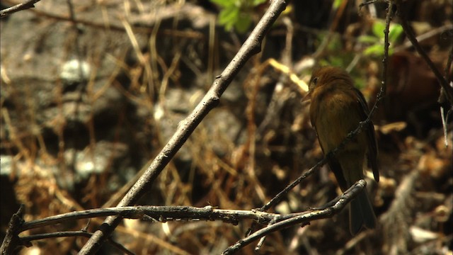 Tufted Flycatcher (Mexican) - ML459641