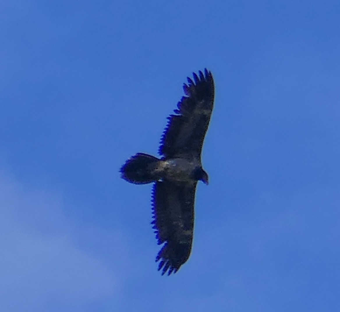 Ооч ёл - ML459641451