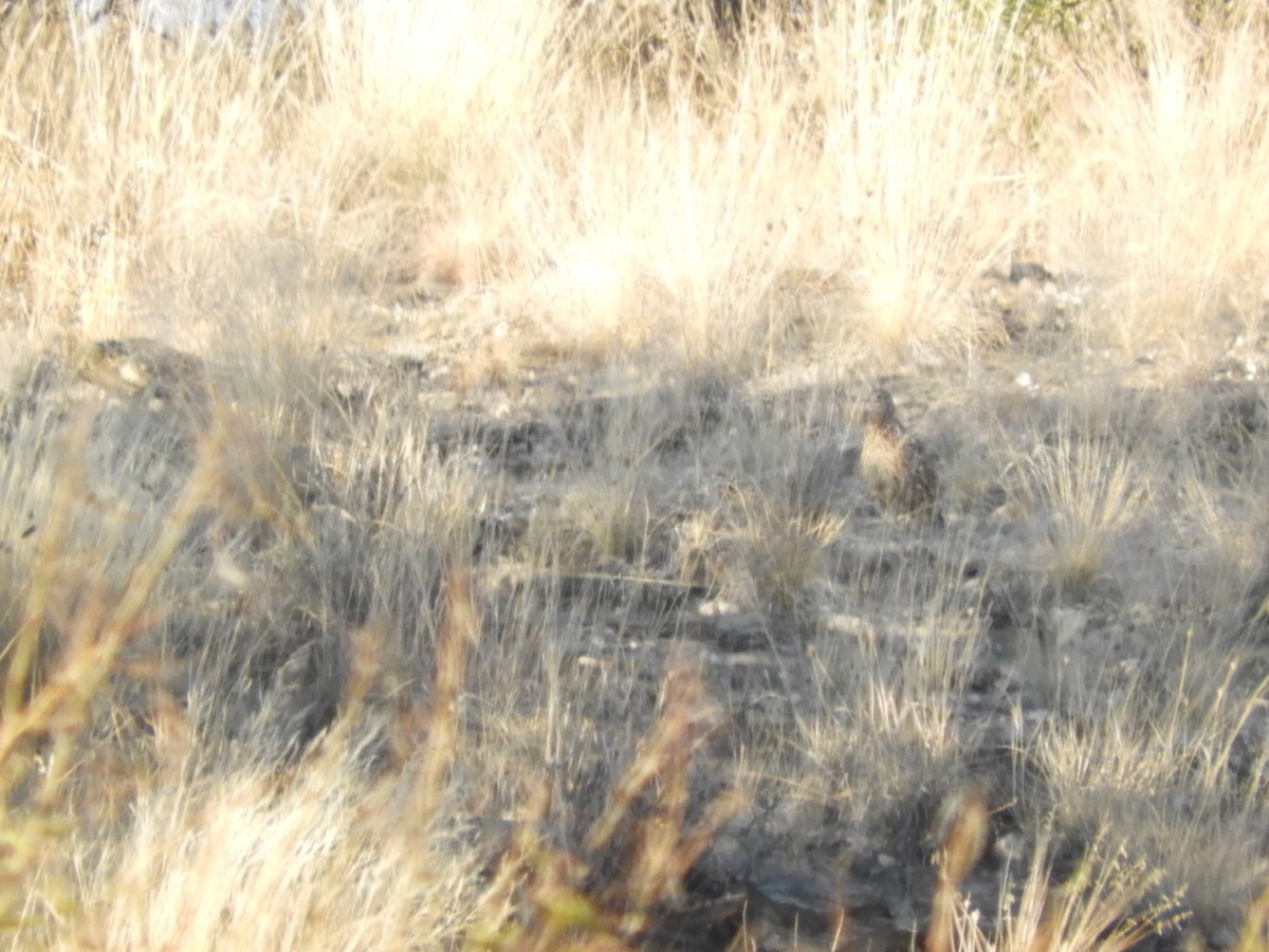 francolin/spurfowl sp. - ML459641561