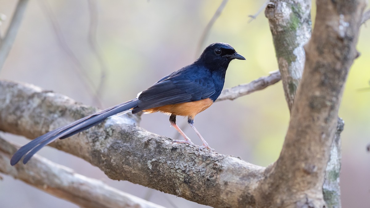 Sri Lanka Shama - Mathurin Malby