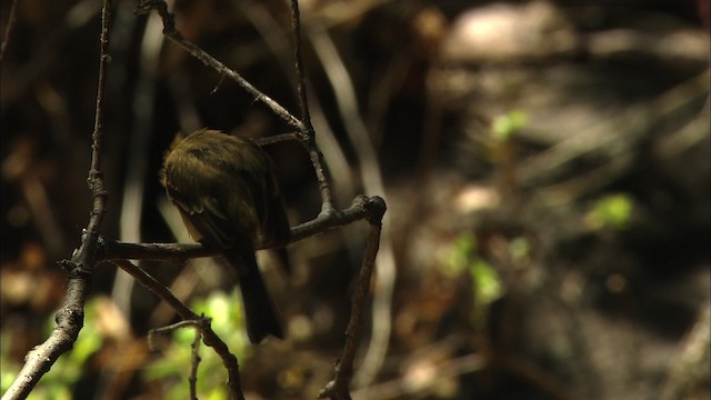 Tufted Flycatcher (Mexican) - ML459642