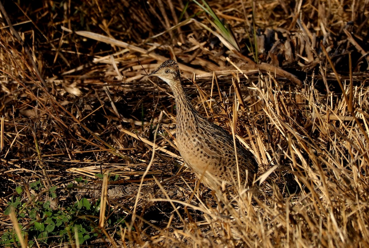 Spotted Nothura - ML459642881