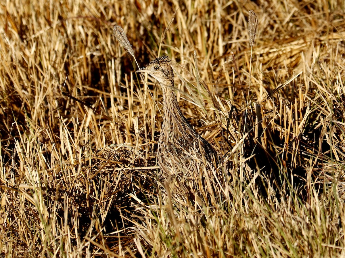 Spotted Nothura - ML459642981