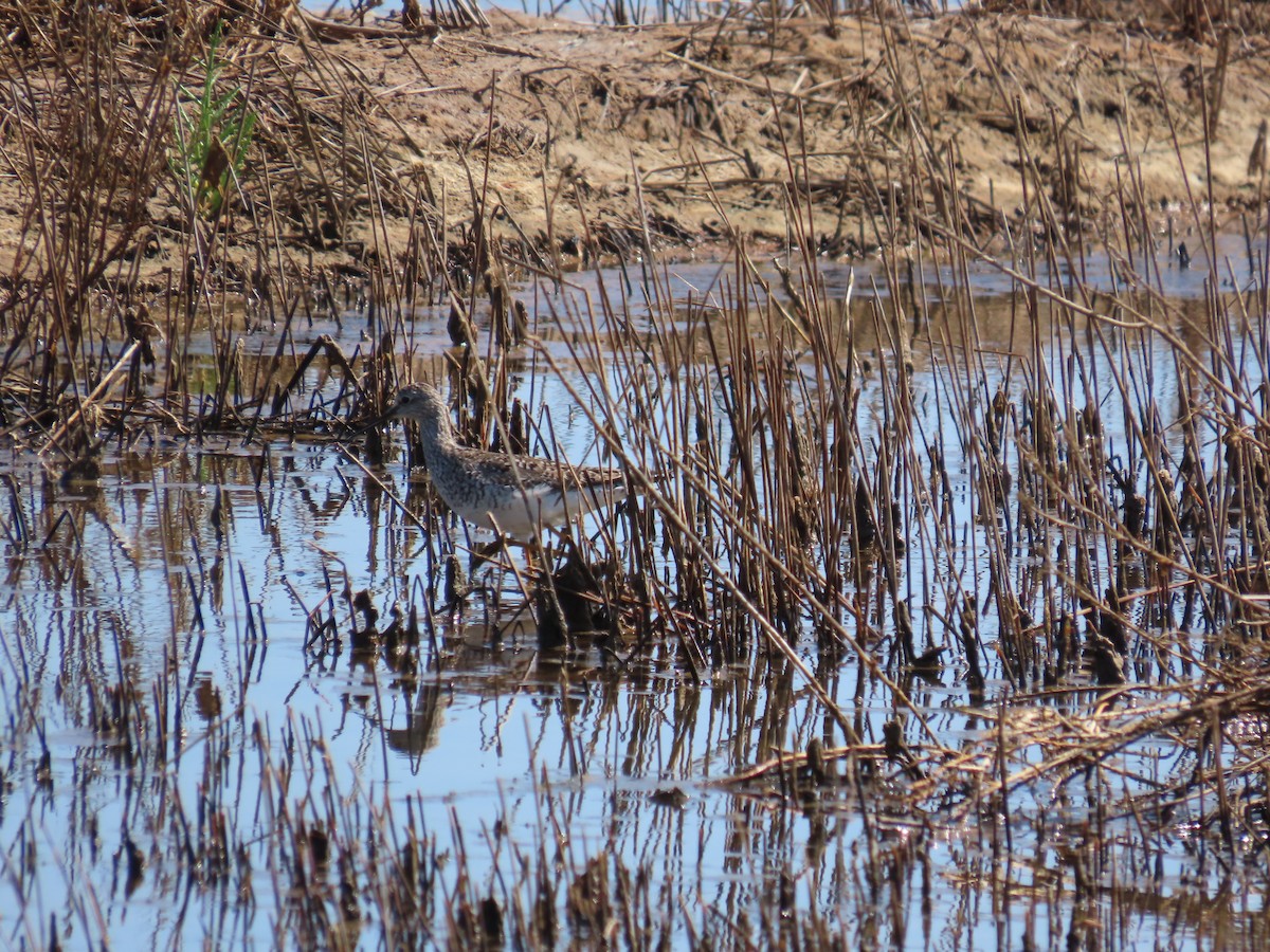 Lesser Yellowlegs - ML459642991