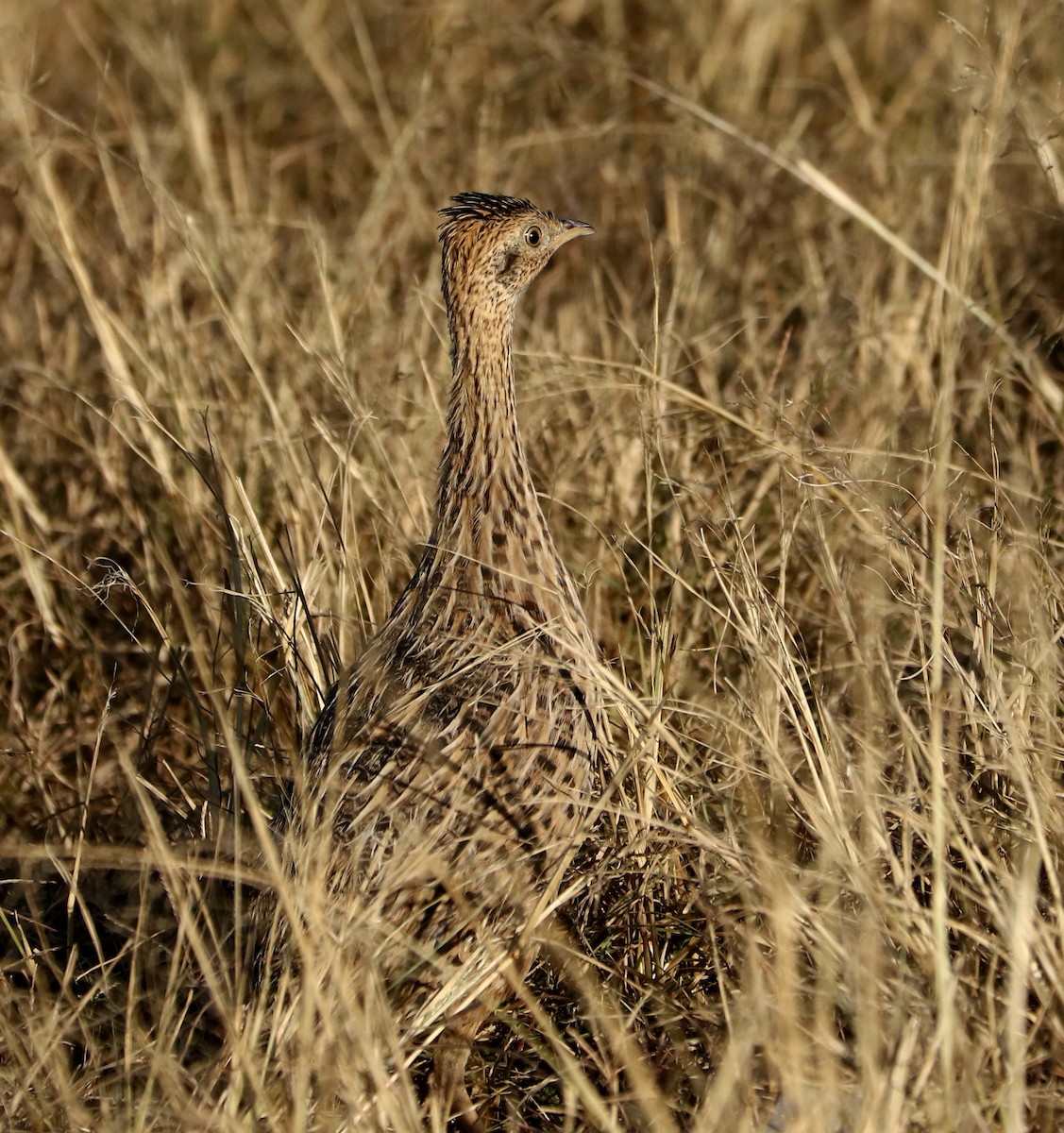 Spotted Nothura - ML459643041