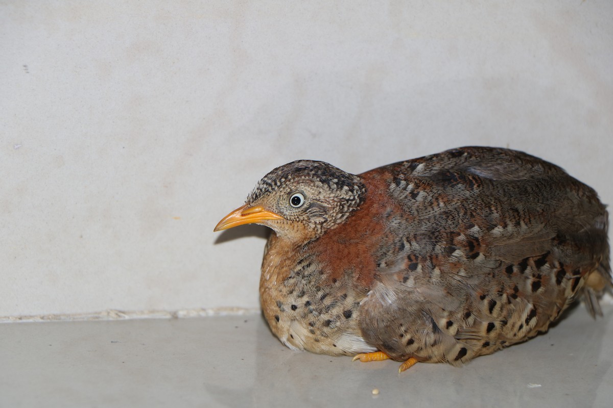 Yellow-legged Buttonquail - ML459643381