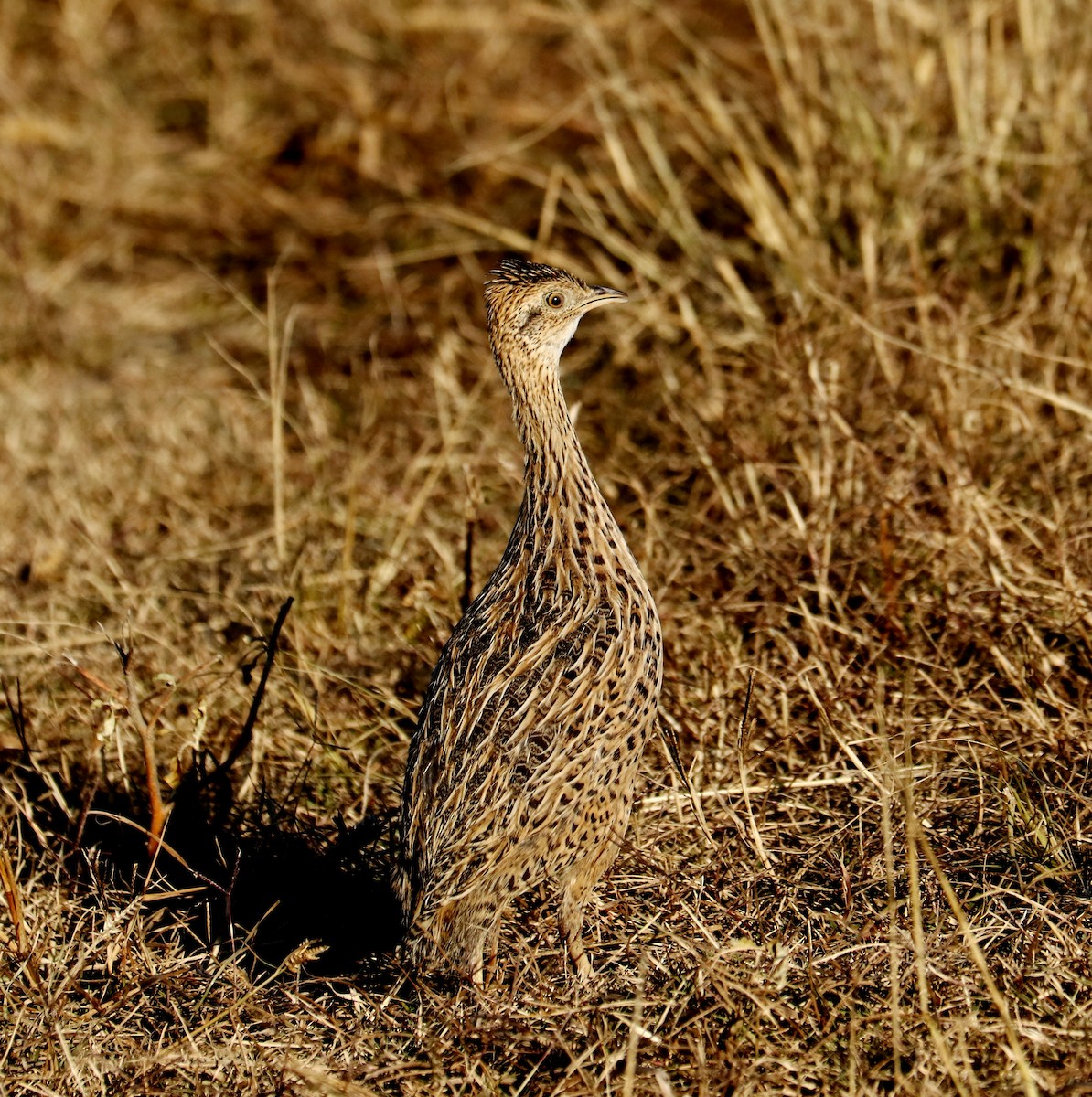 Spotted Nothura - ML459643431