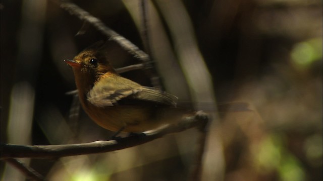 Tufted Flycatcher (Mexican) - ML459644