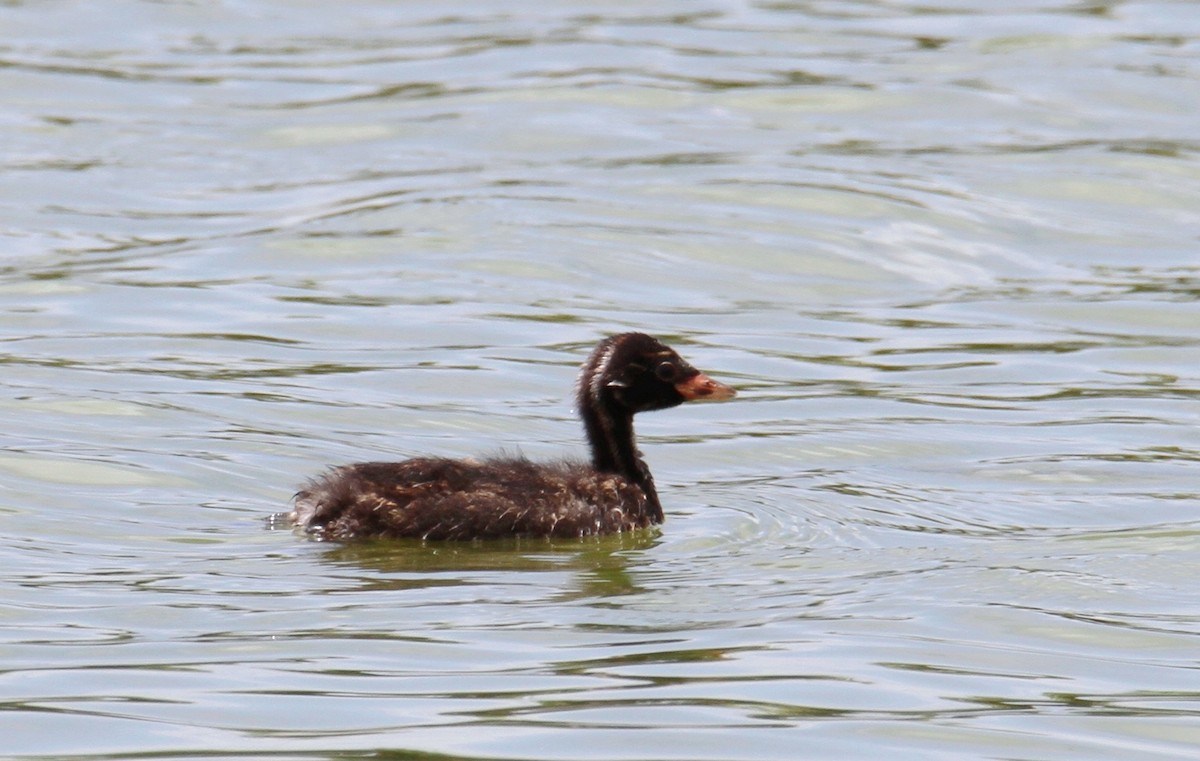 Little Grebe - ML459644611