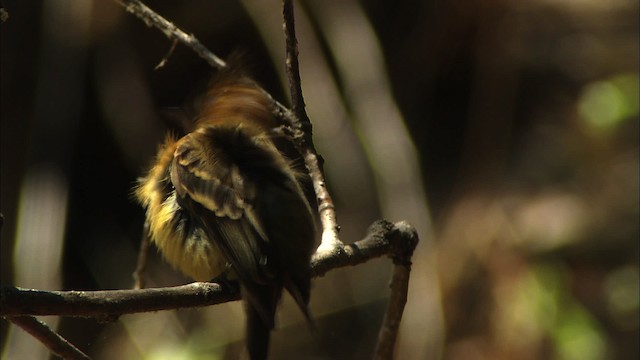 Tufted Flycatcher (Mexican) - ML459645