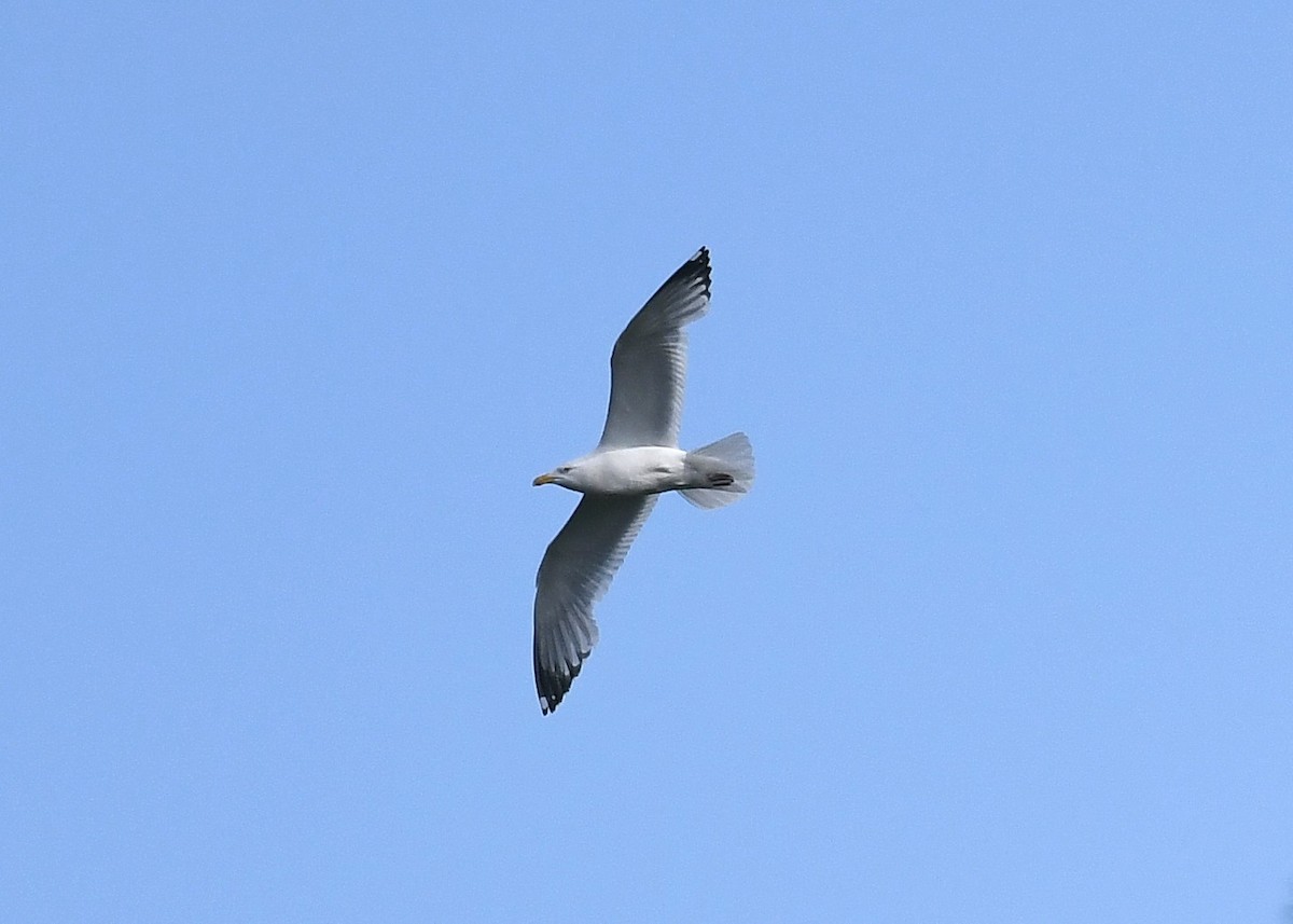 Herring Gull - ML459645121