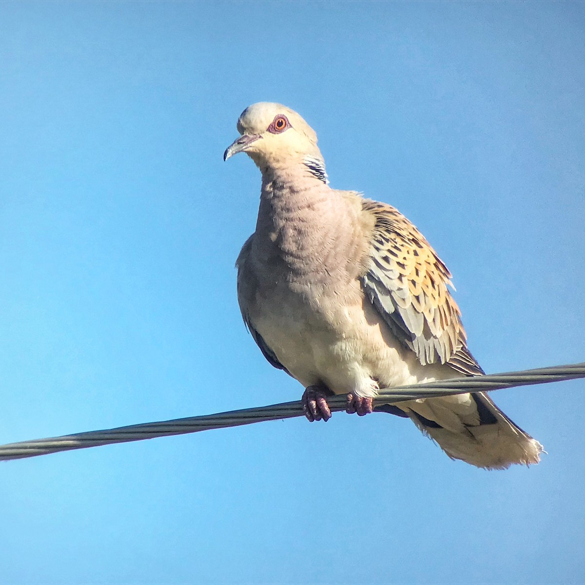 European Turtle-Dove - ML459645191