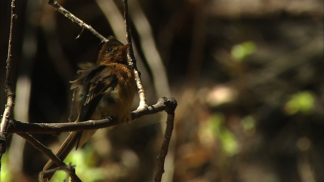 Tufted Flycatcher (Mexican) - ML459646