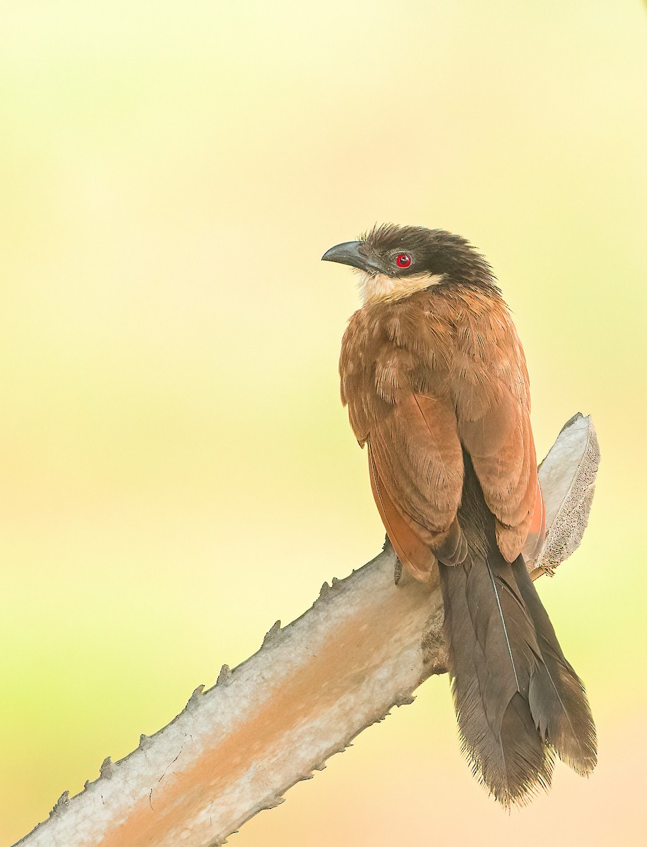 Senegal Coucal - ML459646441