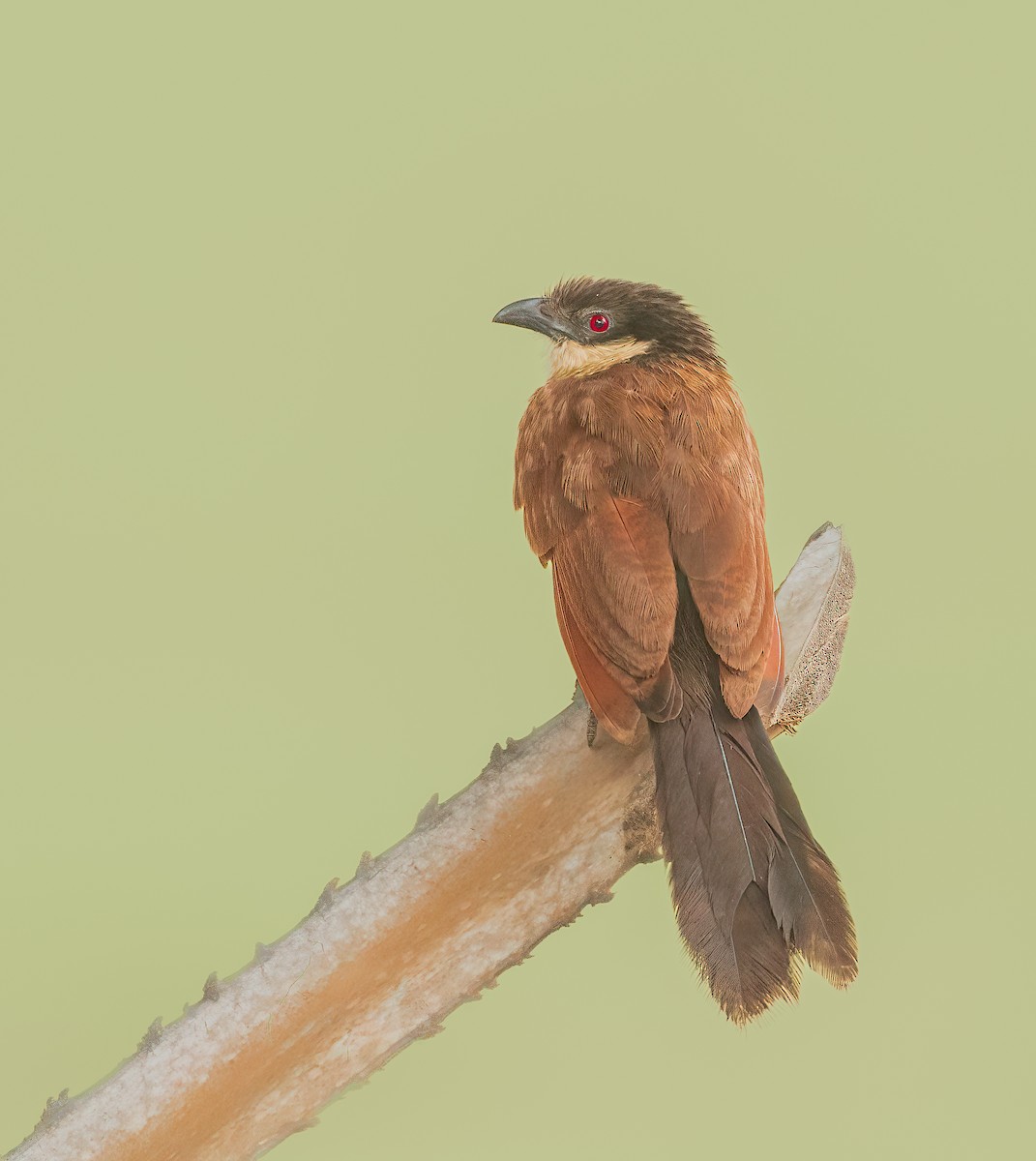 Senegal Coucal - ML459646481