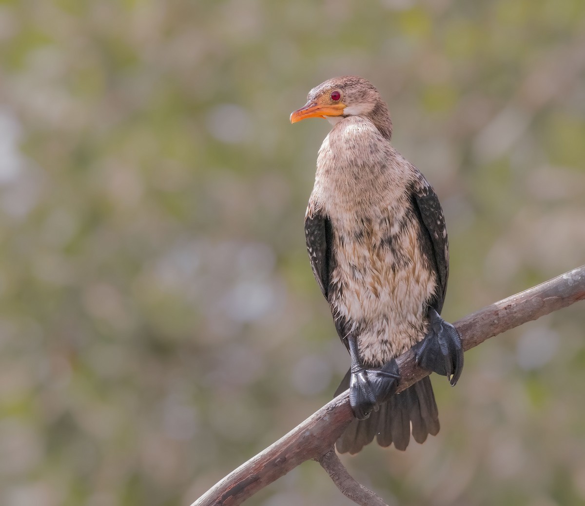 Long-tailed Cormorant - ML459646831