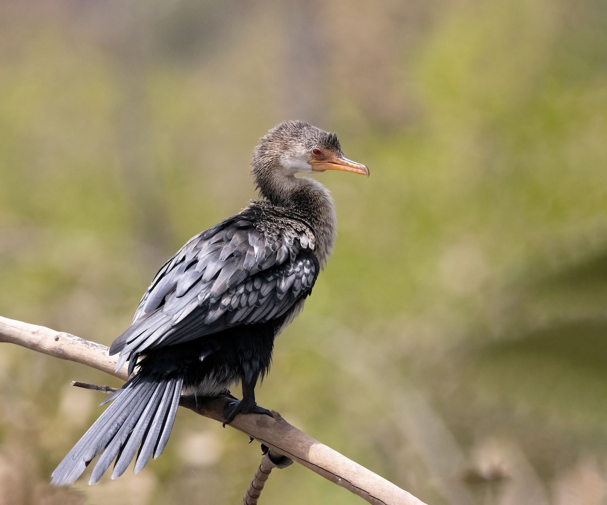 Long-tailed Cormorant - ML459646851