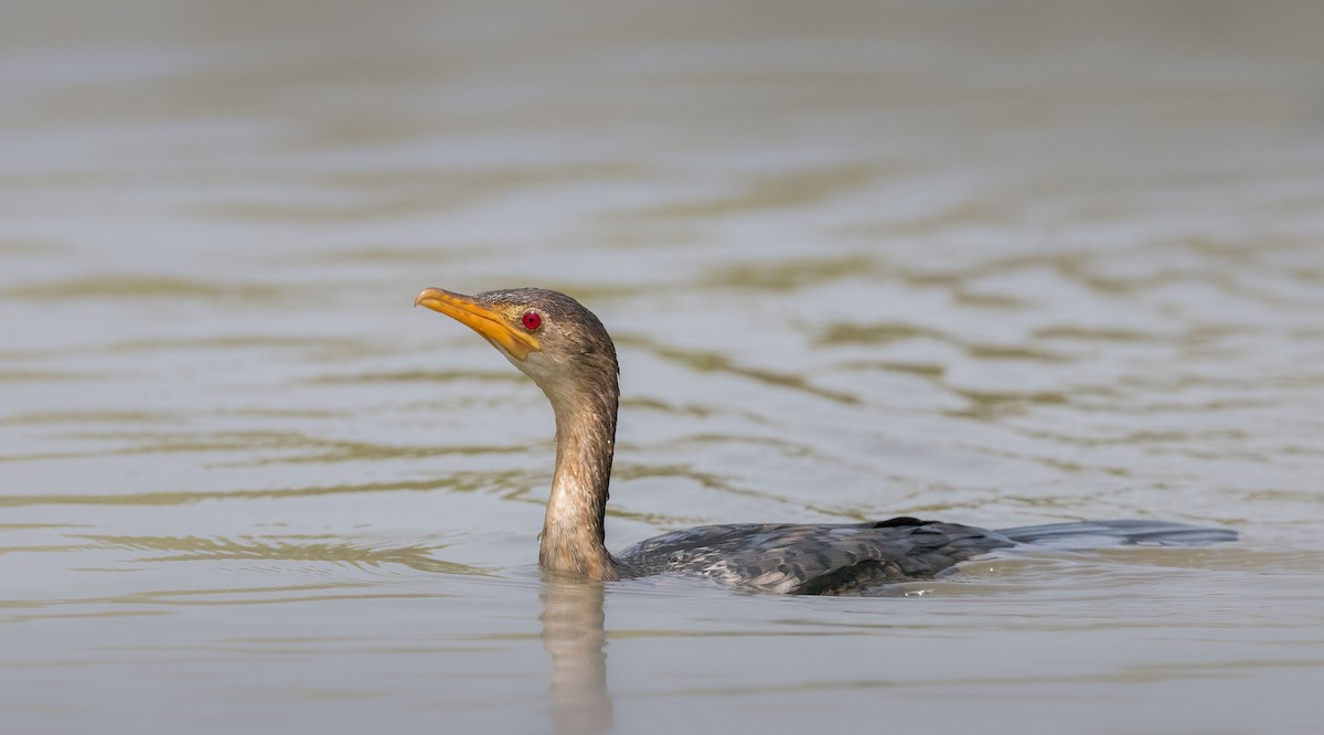 Long-tailed Cormorant - ML459646861