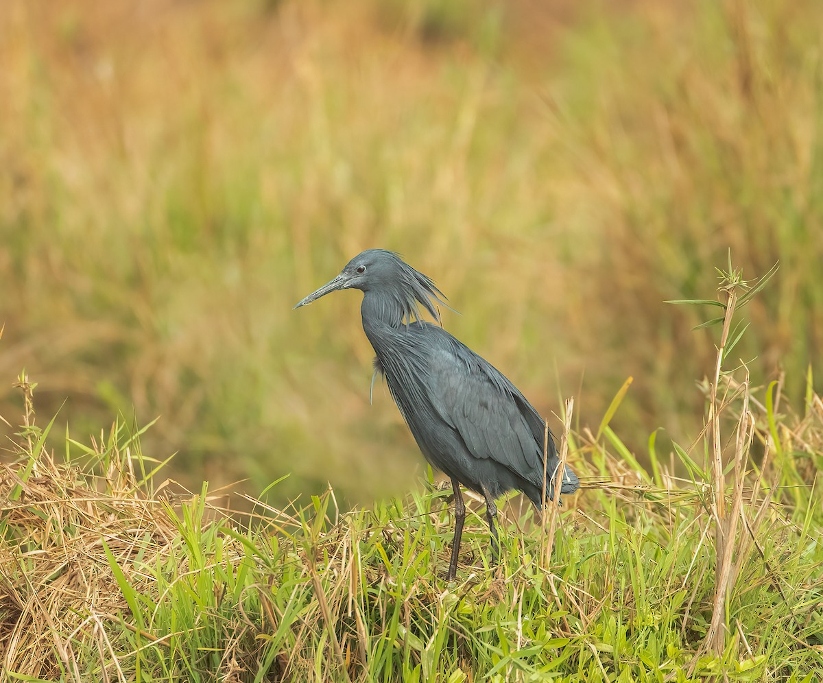 Black Heron - ML459646981