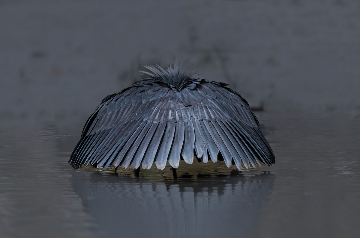 Black Heron - Pascal De Munck