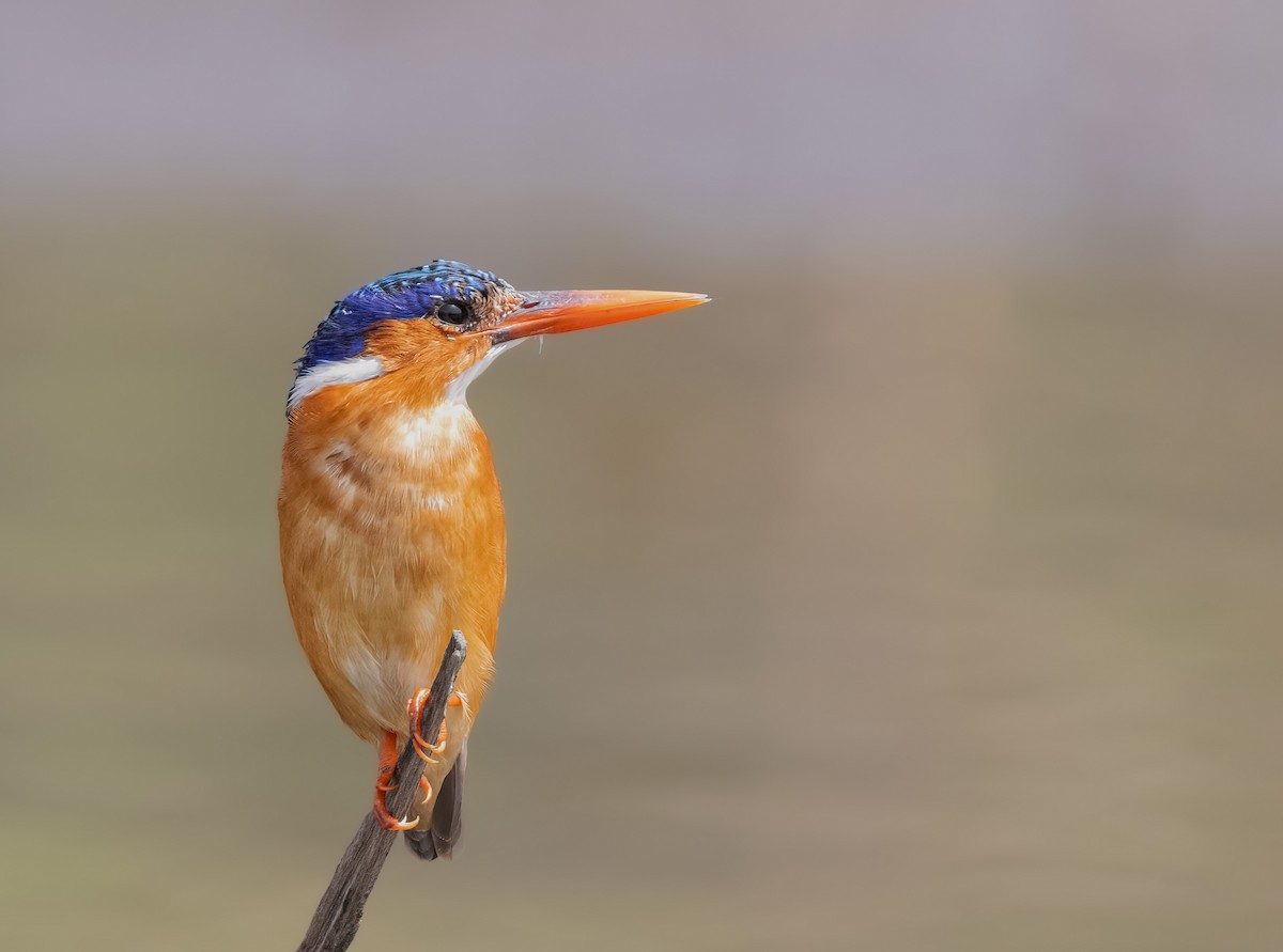 Malachite Kingfisher - Pascal De Munck