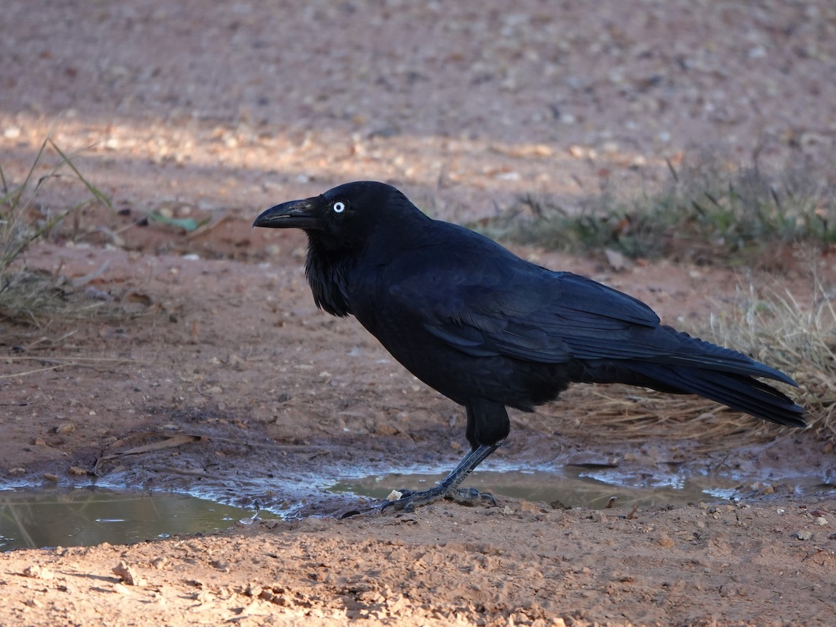 Australian Raven - ML459647491