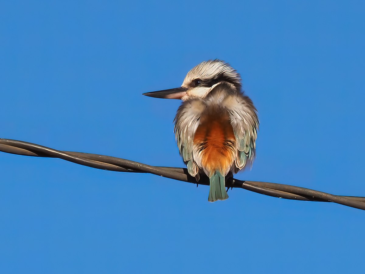 Red-backed Kingfisher - ML459647541